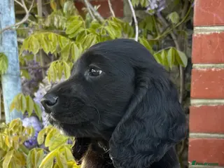Cocker Spaniel dogs Beautiful KC reg working Cocker Spaniel puppies - Advert 15