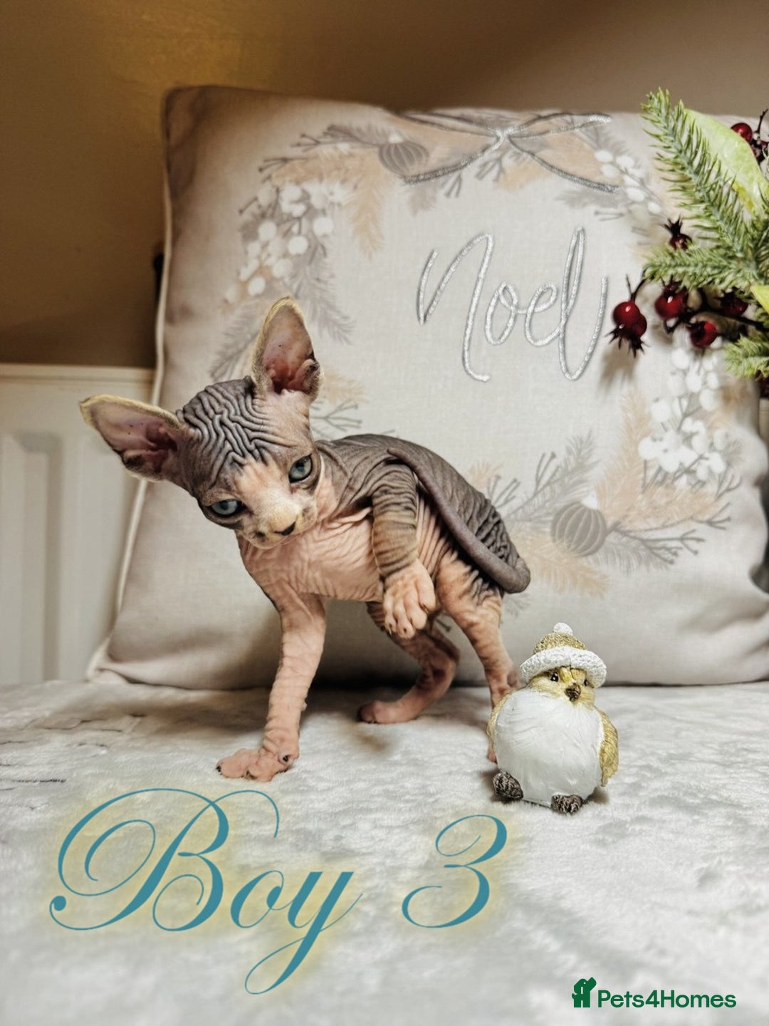Sphynx cats for sale: Stunning Pedigree Sphynx Kittens - Advert 37