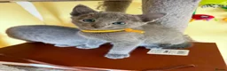 Russian Blue cats for sale: TICA REGISTERED Pure Breed Russian Blue Kittens - Advert 3