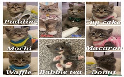 British Shorthair cats for sale: Pure Pedigree British Shorthair  - Image 27
