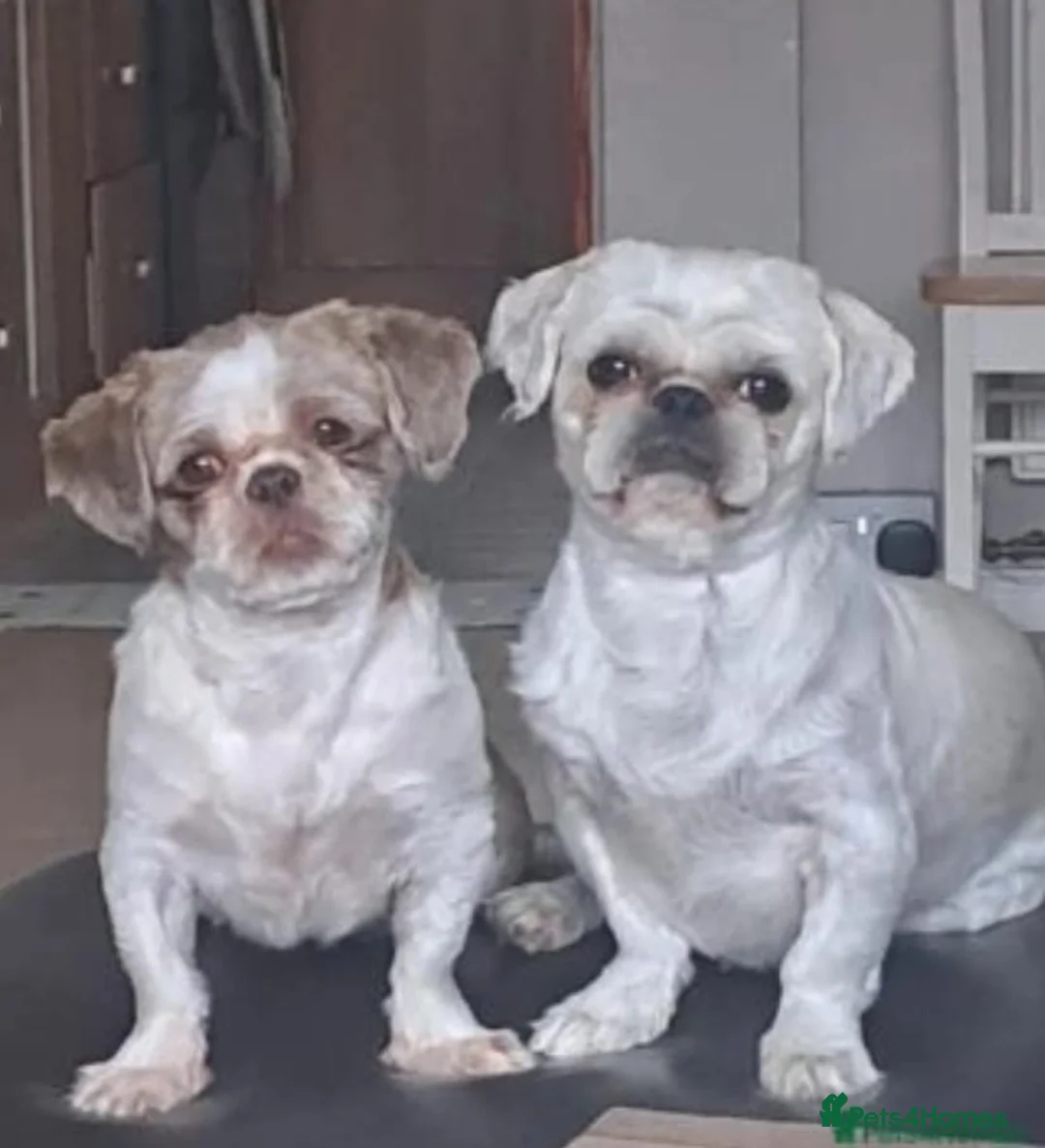 Shih Tzu dogs for sale: 🐾 Special boy looking for a special lap in Welling - Advert 2