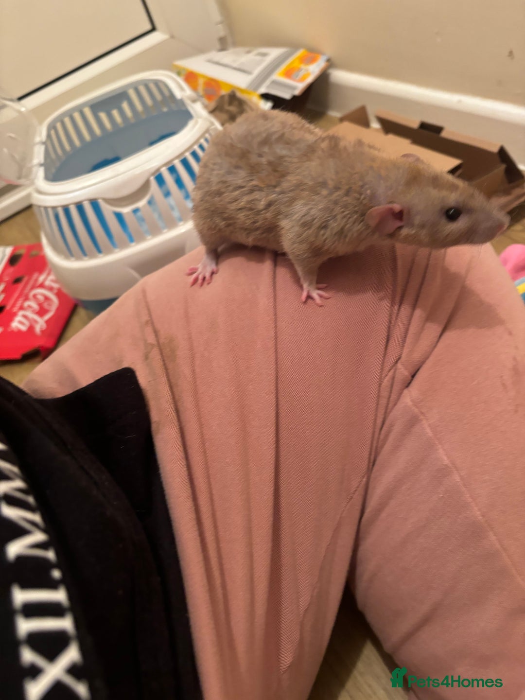 Rat rodents for sale: 3 male rats and massive amount of accessories  - Image 10