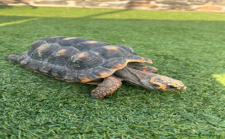 Tortoise reptiles - Advert 1