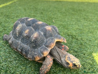 Tortoise reptiles - Advert 23