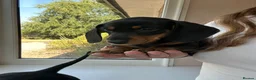 Dachshund dogs for sale: 1 black & tan left! 🏡  - Advert 1