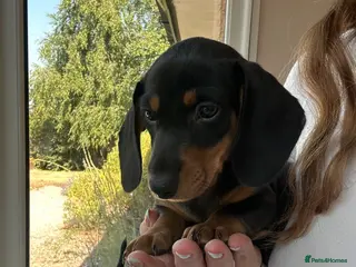Dachshund dogs 1 black & tan left! 🏡 - Advert 1