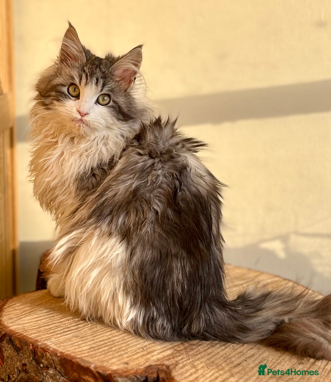 Maine Coon cats for sale: Beautiful Maine coon kittens - Advert 3