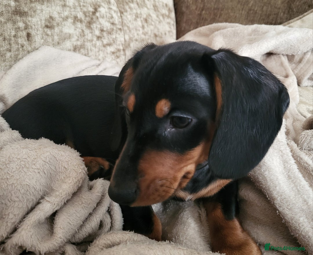 Miniature Dachshund dogs for sale: Adorable boy miniature dachshund  - Advert 5
