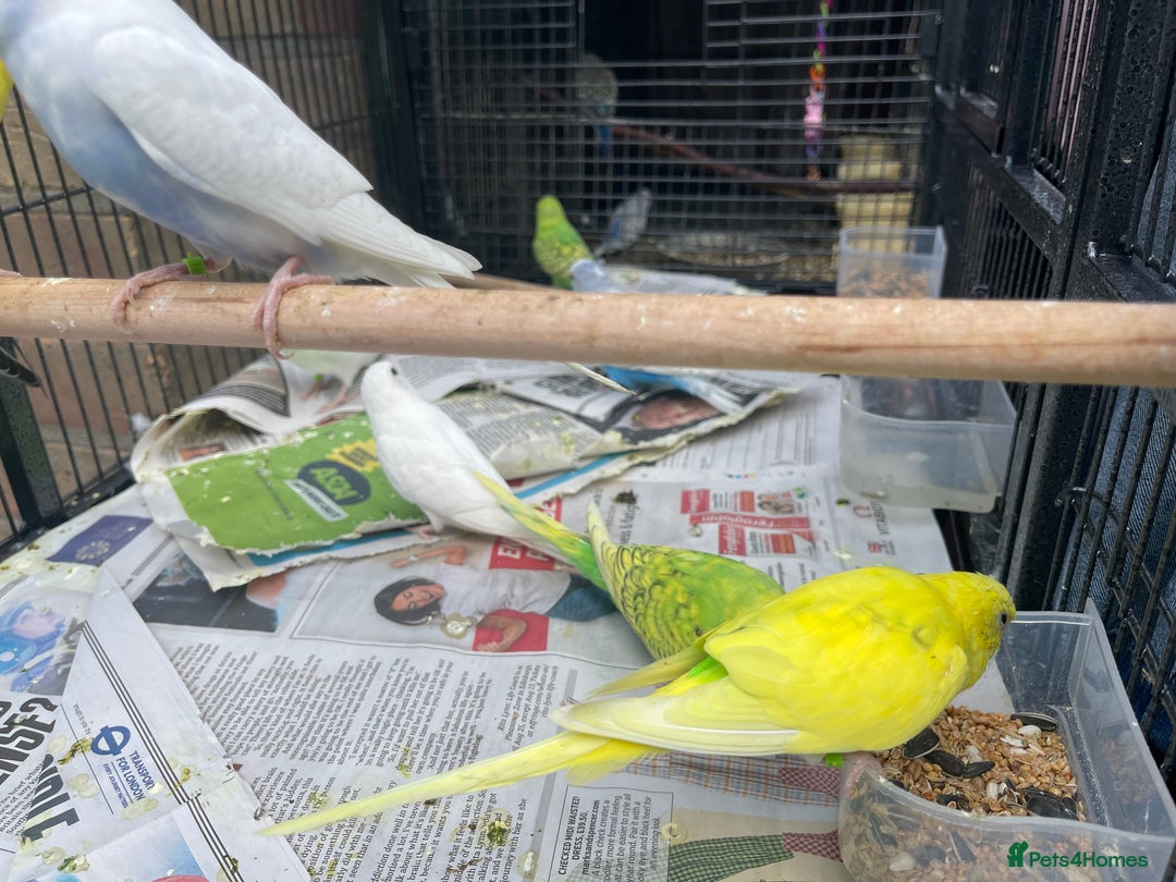 Budgerigars birds for sale: Baby Babies - Image 3