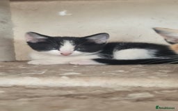 Mixed Breed cats for sale: Kittens  - Image 10