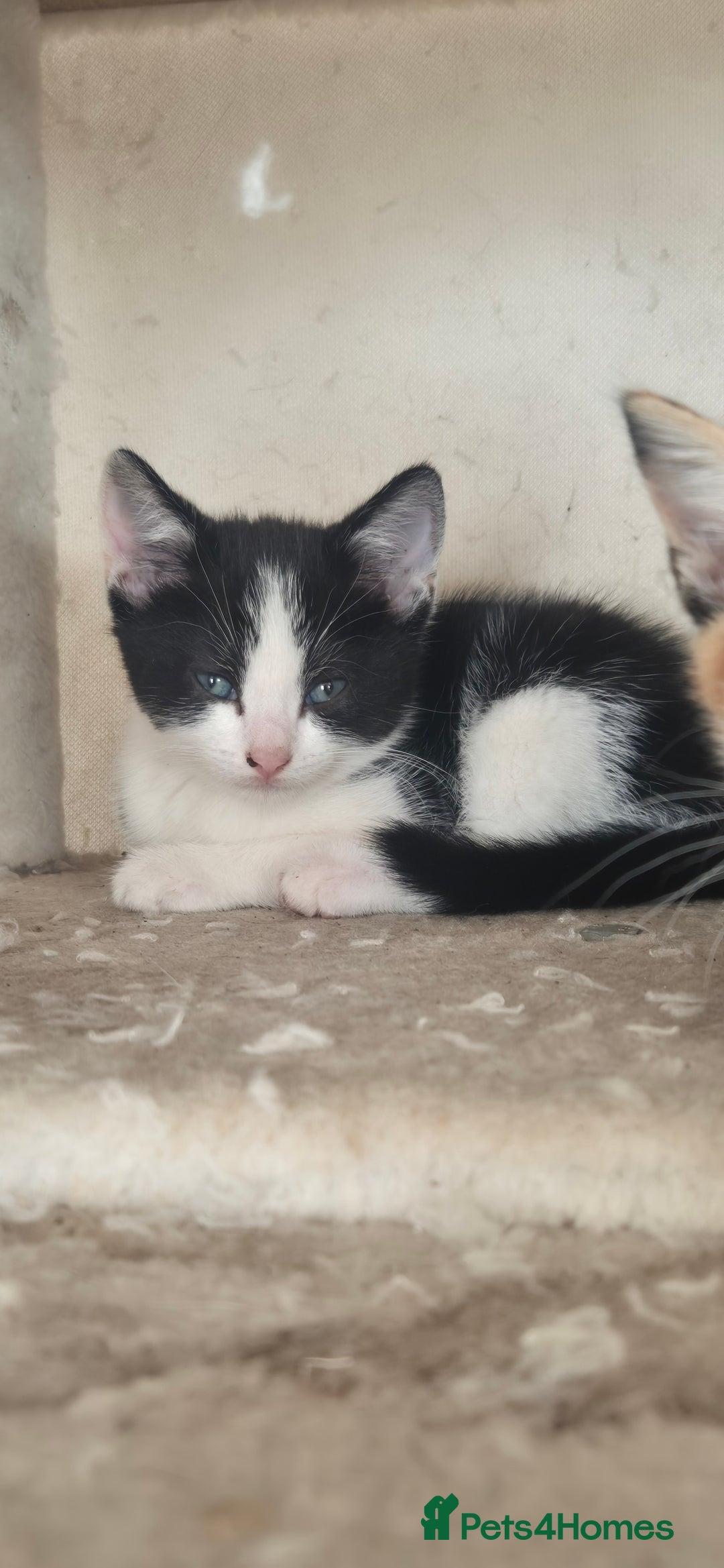 Mixed Breed cats for sale: Kittens  - Image 10