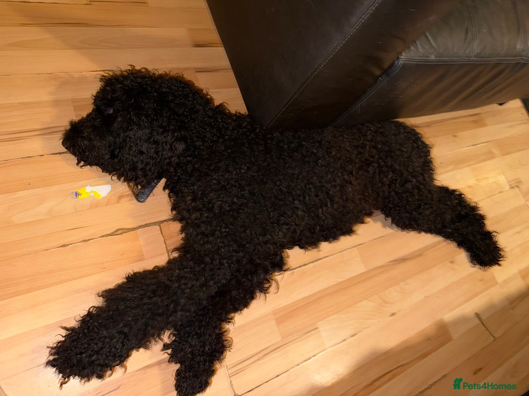 Goldendoodle dogs for sale: Black Goldendoodle looking for her forever sofa  - Advert 3