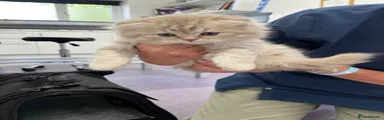 Scottish Fold 3