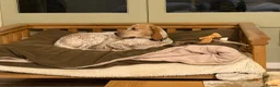 Mixed Breed dogs for adoption: 🍯 Honey: The Pocket Pointer in Maidstone - Advert 4