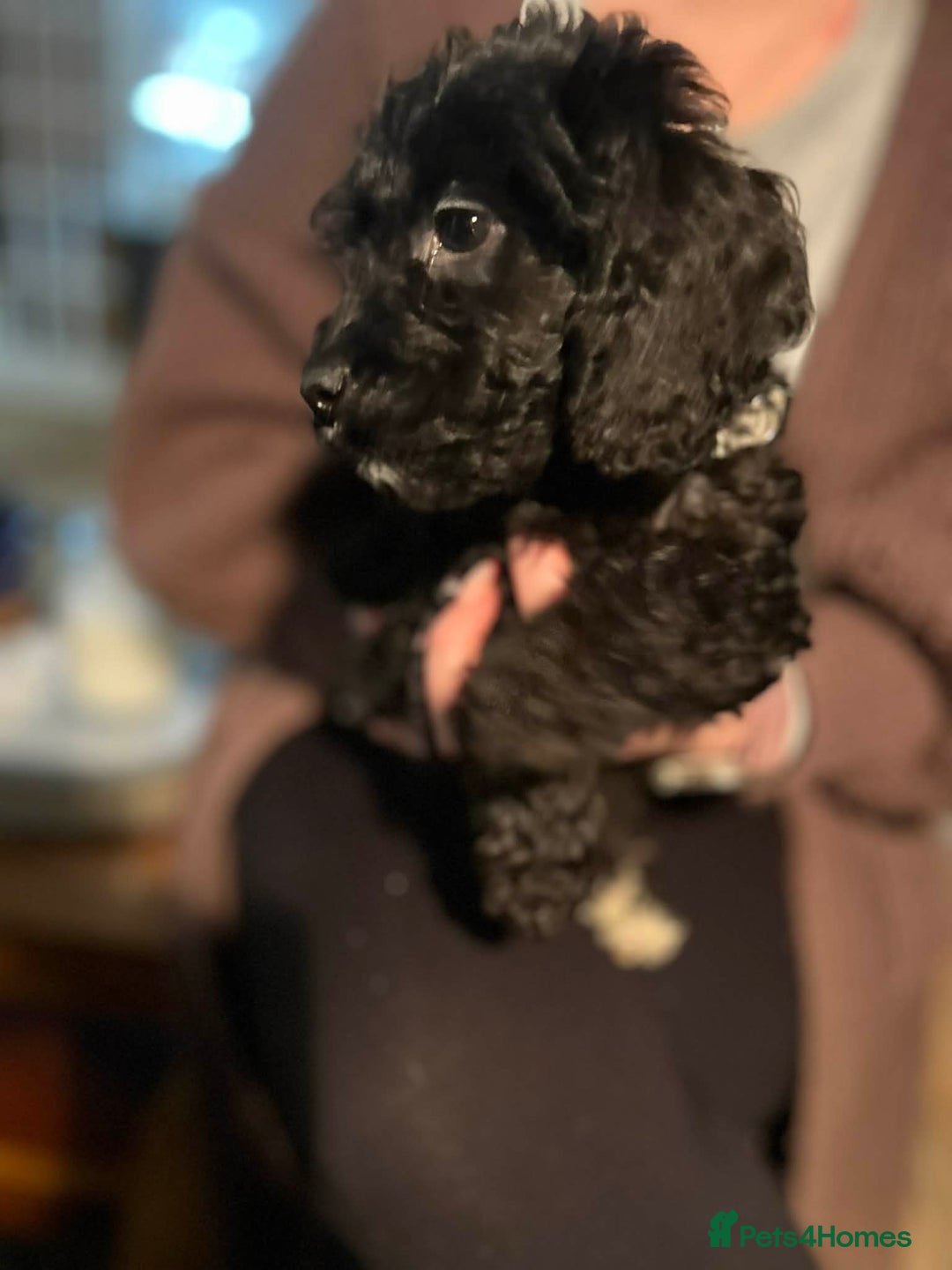 Cockapoo dogs for sale: Cockapoo’s for sale - Advert 4