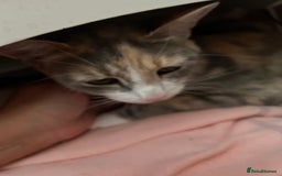 Mixed Breed cats for sale: Beautiful kittens looking for their forever homes - Image 11