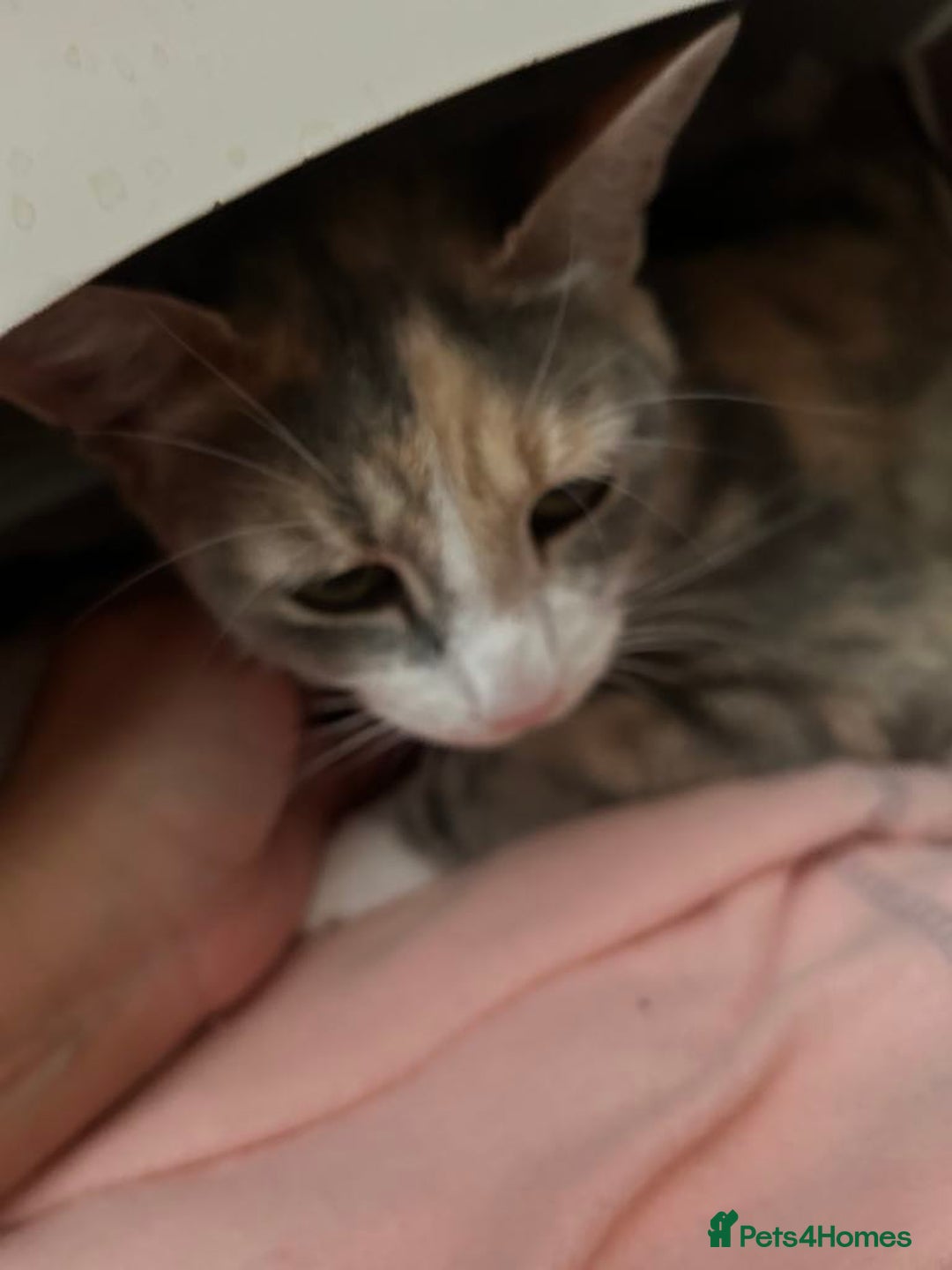Mixed Breed cats for sale: Beautiful kittens looking for their forever homes - Image 11