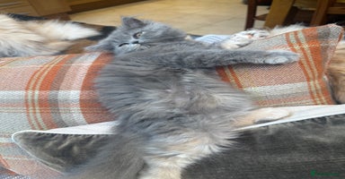 Persian cats - Advert 2