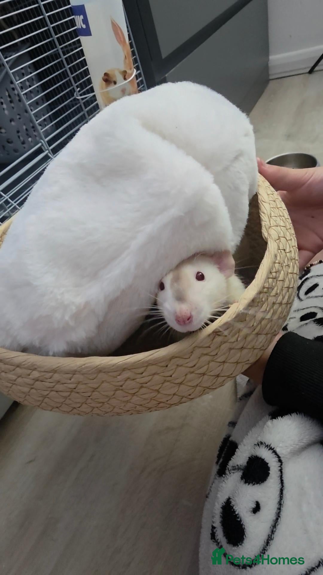 Rat rodents for sale: Two Lovely Rats - Advert 1