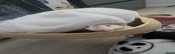 Rat rodents for sale: Two Lovely Rats in Derby - Advert 1