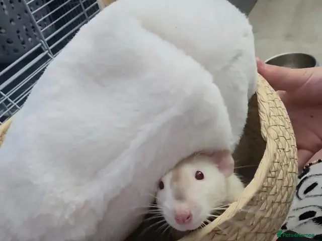 Rat rodents for sale: Two Lovely Rats - Advert 1