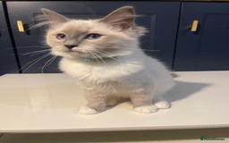 Ragdoll cats for sale: 🐾💕Last remaining ragdolls 💕🐾 in Hitchin - Image 11