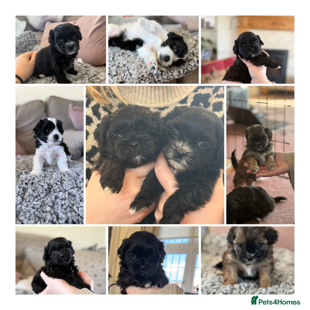 Mixed Breed dogs for sale: Malshi puppies (Shih Tzu x multi toy poodle)  - Advert 2