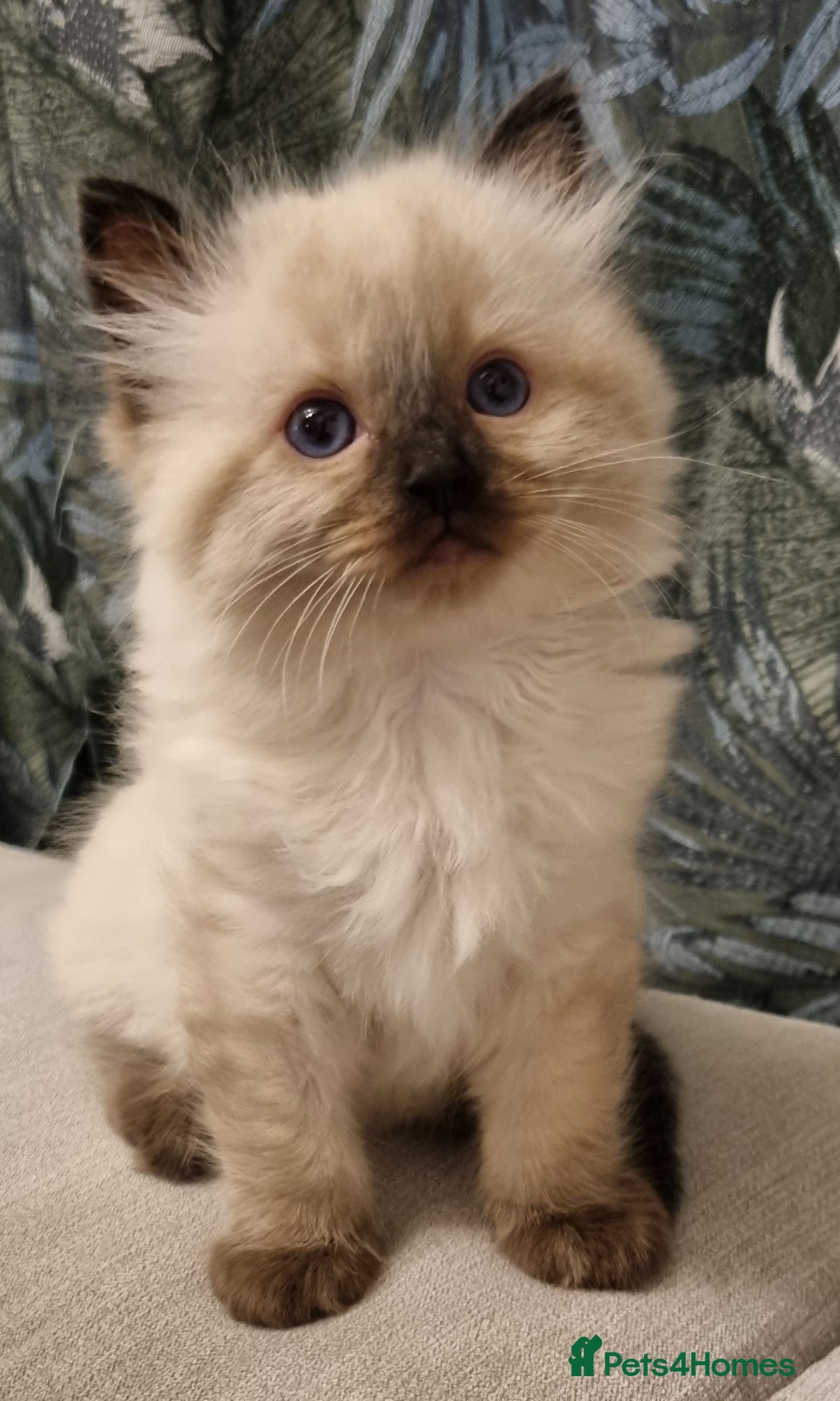 Ragdoll cats for sale: Ragdoll kittens  - Advert 6