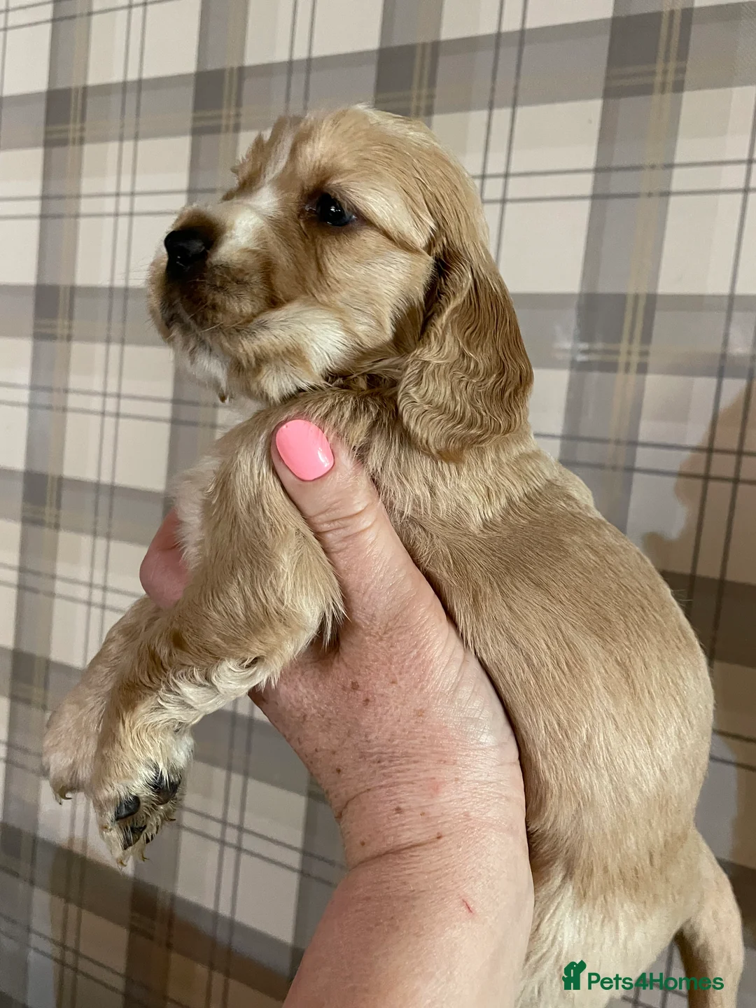 Mixed Breed dogs for sale: V.RARE ! Miniature GOLDEN RETRIEVERS(Dakota sport) - Advert 2