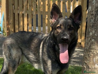 German Shepherd dogs for sale: Female German shepherd for sale - Advert 1