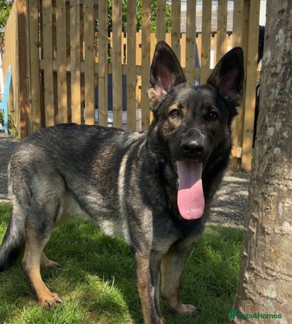 German Shepherd dogs Female German shepherd for sale - Advert 1