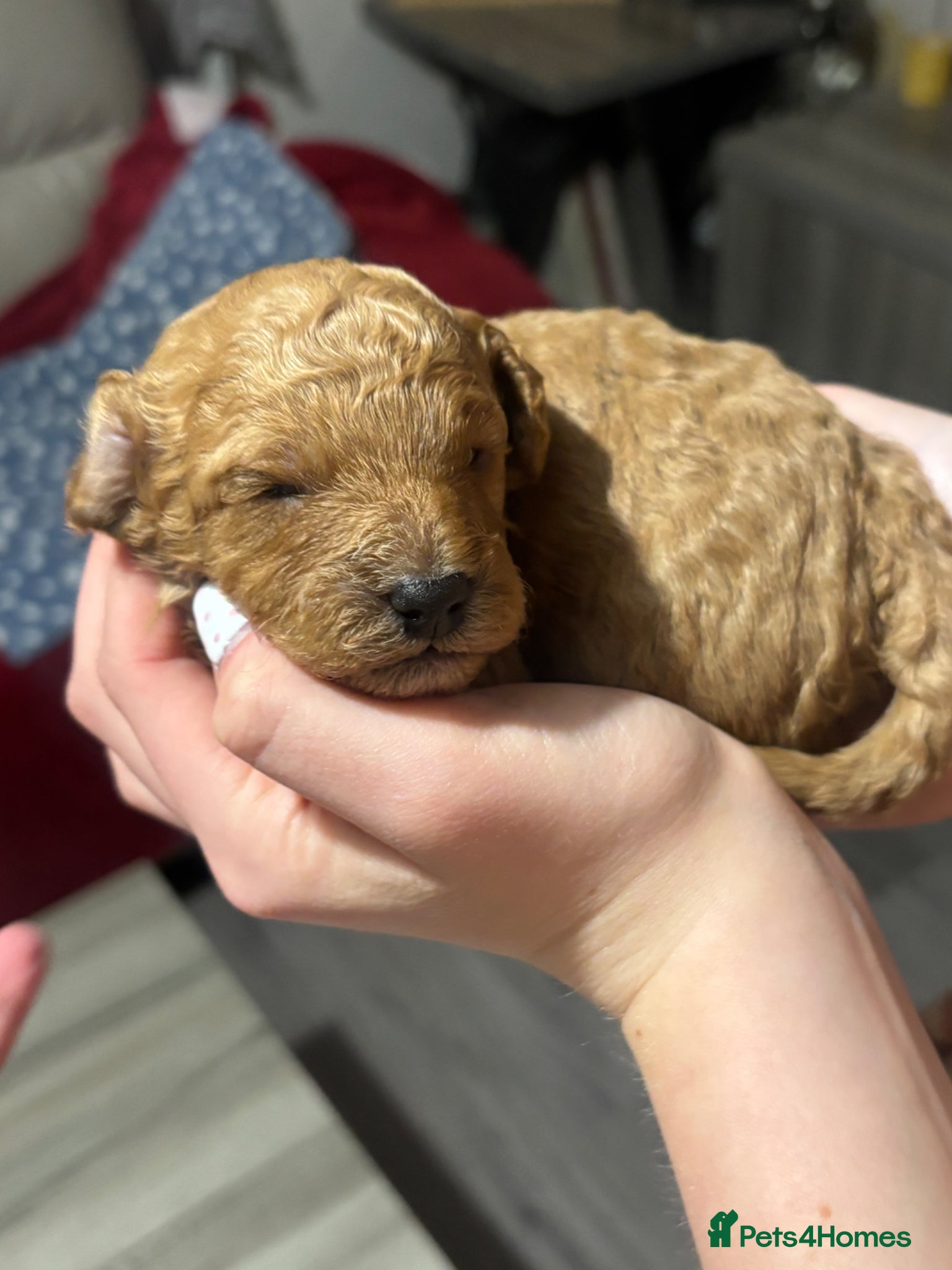 Cavapoo dogs Stunning red toy cavapoo pups  - Advert 13