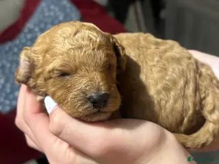 Cavapoo dogs Stunning red toy cavapoo pups - Advert 13