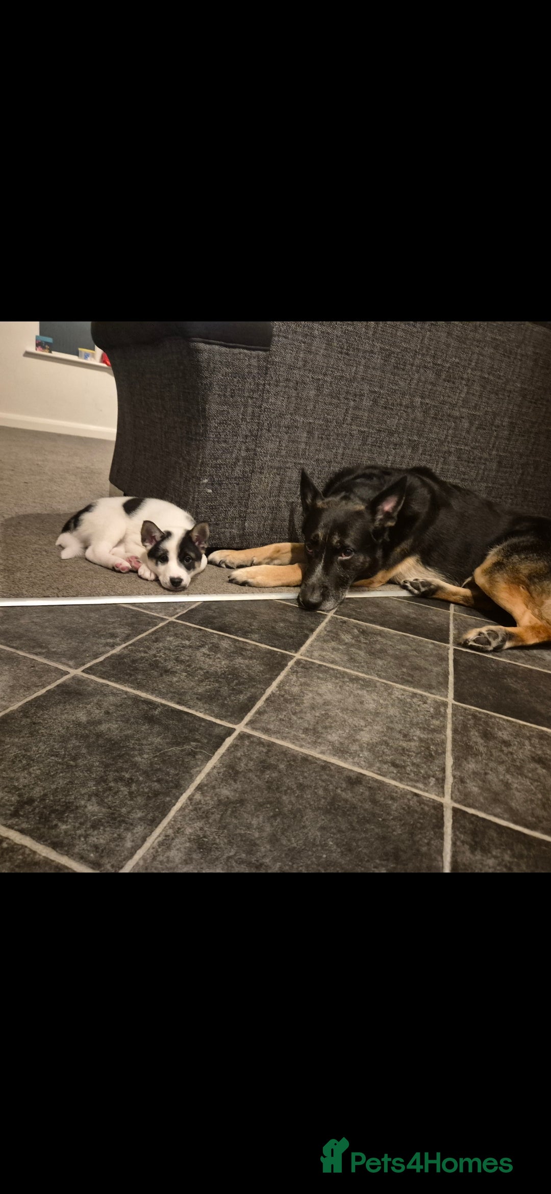 German Shepherd dogs for sale: Gsd x Rottweiler x Deerhound - Marley 💕 - Advert 20