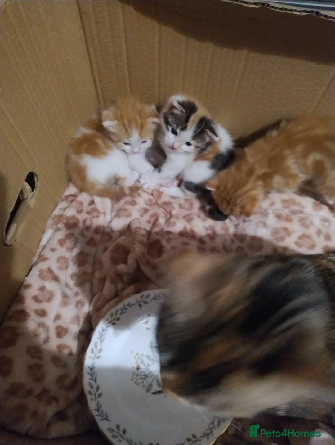 American Shorthair cats for sale: Beautiful lively male kitten for sale. in Birmingham - Advert 2