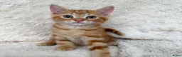 Mixed Breed cats for sale: Gorgeous home reared kittens  - Advert 8