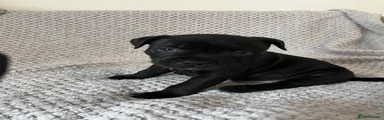 Staffordshire Bull Terrier Puppy 4