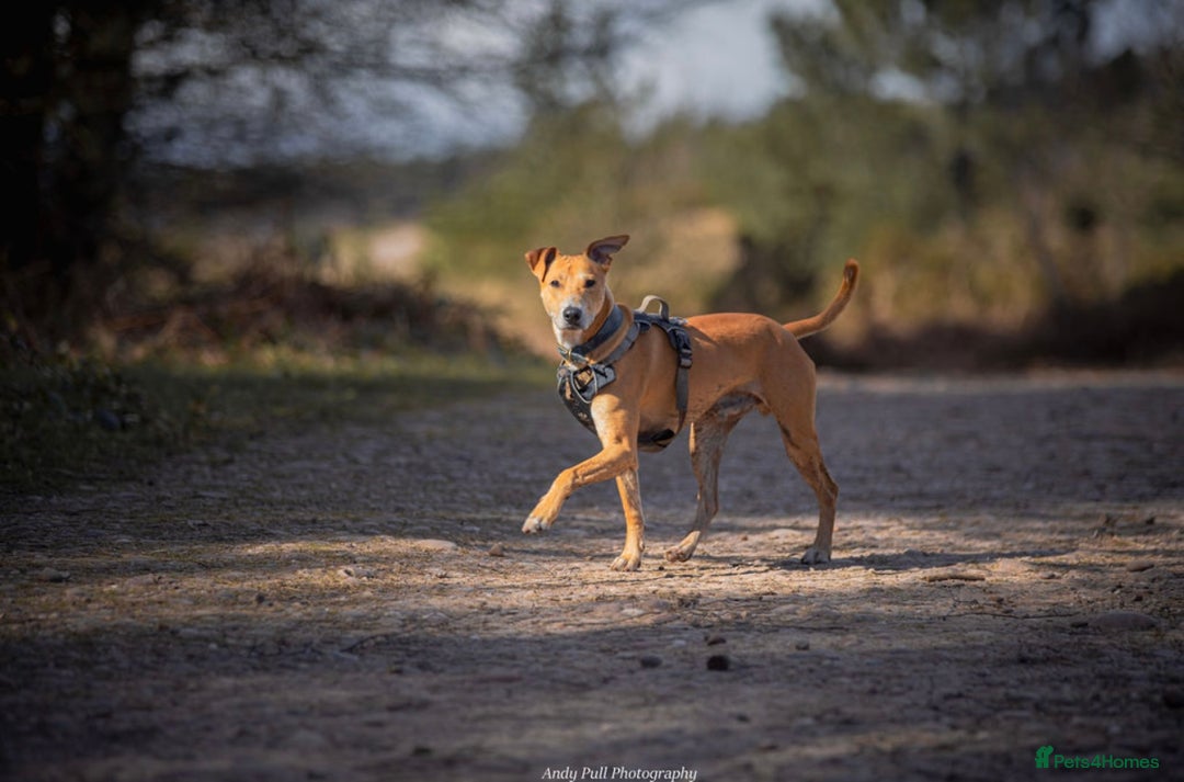 Lurcher dogs for sale: Reggie💙  - Image 2