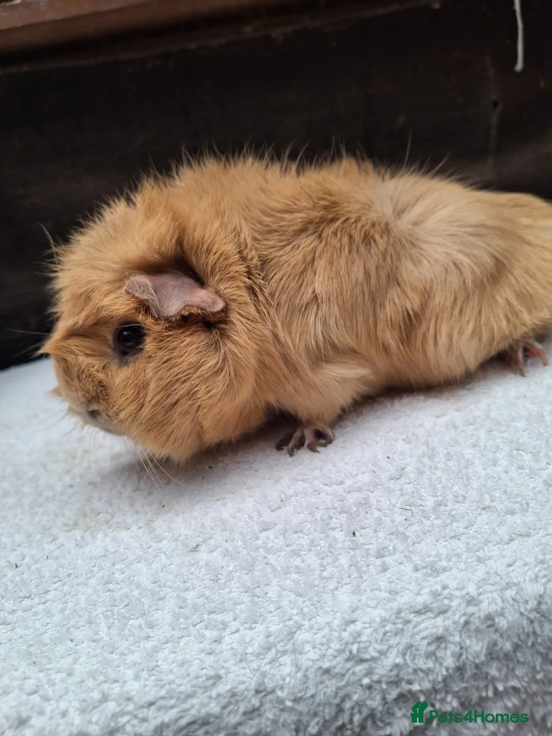 Guinea Pig rodents for sale: Adult Female Guineapig  - Advert 7