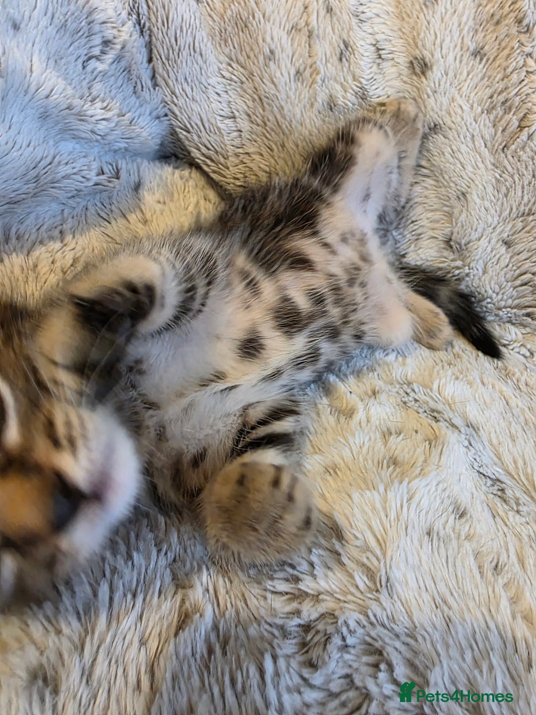 Mixed Breed cats for sale: 2 Male Stripy Kitten's - Advert 27