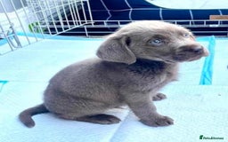 Labrador Retriever dogs for sale: Stunning Pure Pedigree silver labrador puppies  - Image 9