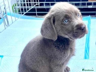 Labrador Retriever dogs - Advert 4