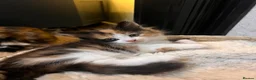 Mixed Breed cats for sale: Gorgeous kittens  in Liverpool - Advert 3