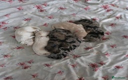 Yorkiepoo dogs for sale: 6 beautiful Yorkiepoo puppies , 5 girls and 1 boy  - Image 14