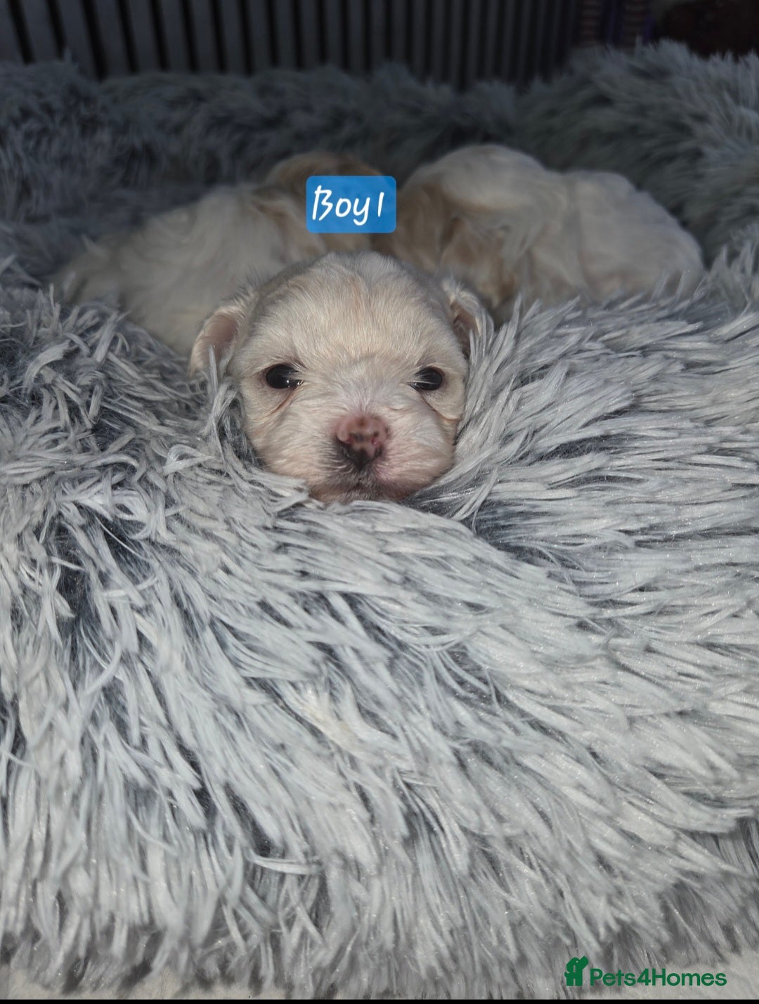 Maltipoo dogs for sale: Unique Korean miniature Maltipoos 🐶 🏡 🐾  - Advert 12