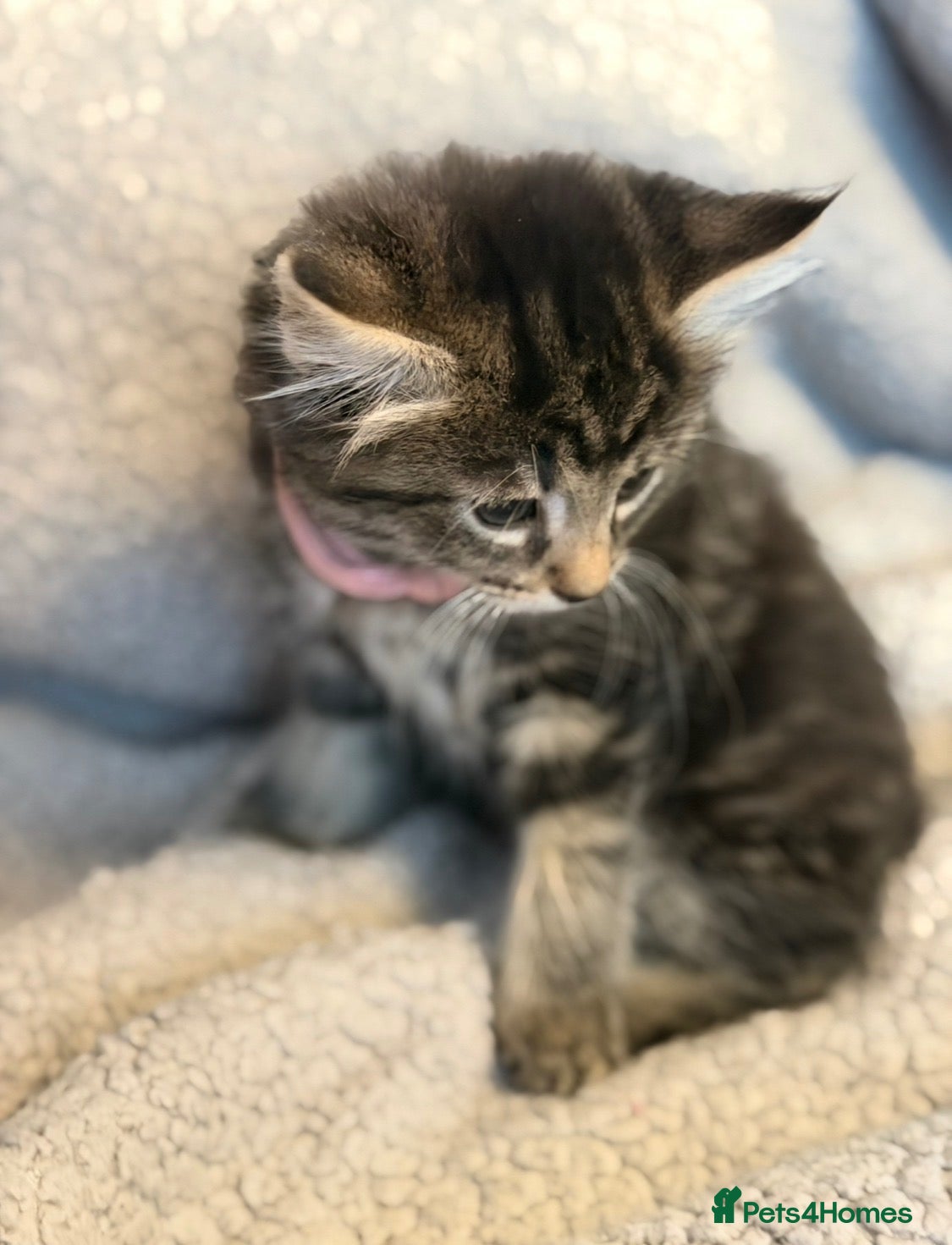 Mixed Breed cats Beautiful kittens looking for homes - Advert 1