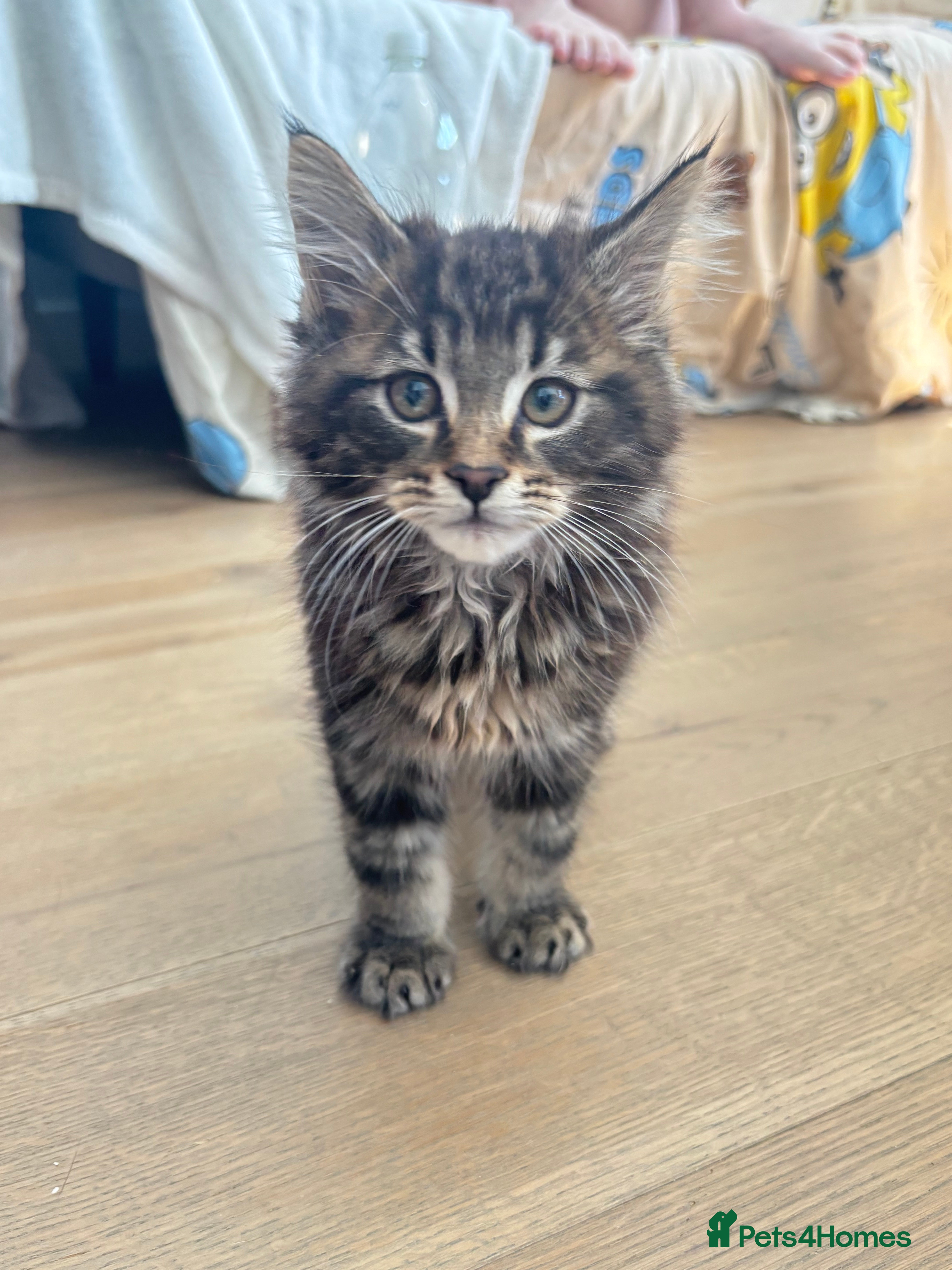 Maine Coon cats 4 Maine Coon kittens -friendly, cuddly, ready may - Advert 8