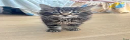 Maine Coon cats for sale: 4 Maine Coon kittens -friendly, cuddly, ready may - Advert 2
