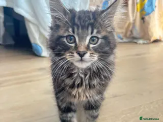 Maine Coon cats 4 Maine Coon kittens -friendly, cuddly, ready may - Advert 8
