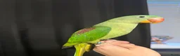 Parrots birds for sale: Selling various handreared babies  - Advert 3